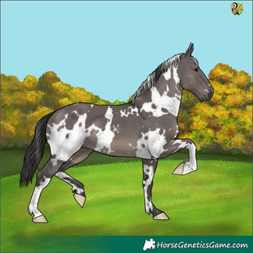 Horse Color:White Spotted Smoky Grullo 