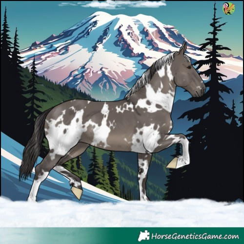 Horse Color:White Spotted Smoky Grullo 
