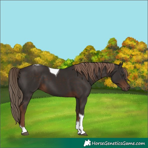 Horse Color:Liver Chestnut Tobiano 