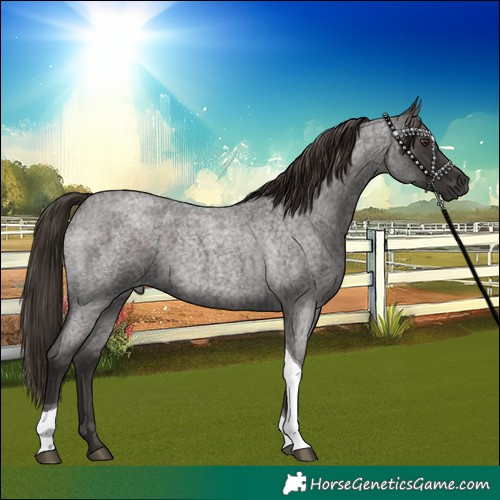 Horse Color:Liver Red Roan Tobiano