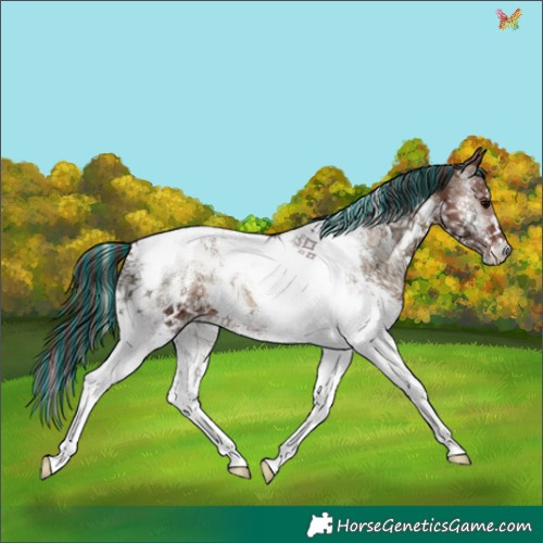 Horse Color:Painted White Spotted Chocolate Brown Ice Onyx Tobiano 