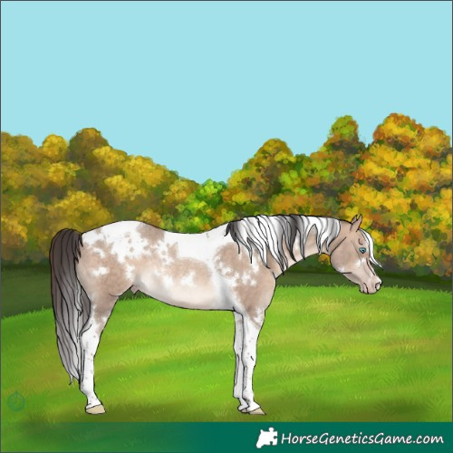Horse Color:White Spotted Sable Champagne Dun Tobiano Rabicano 