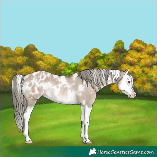 Horse Color:White Spotted Liver Red Dun Mushroom Splash Appaloosa Rabicano 