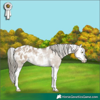 Horse Color:White Spotted Liver Red Dun Mushroom Splash Appaloosa Rabicano