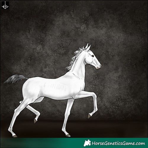 Horse Color:White Spotted Black 