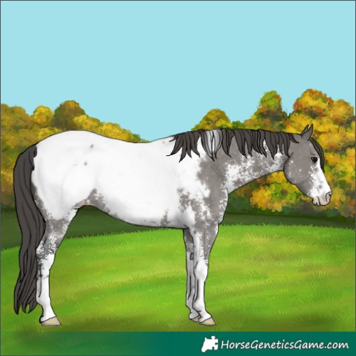 Horse Color:Grullo Sabino Appaloosa Rabicano