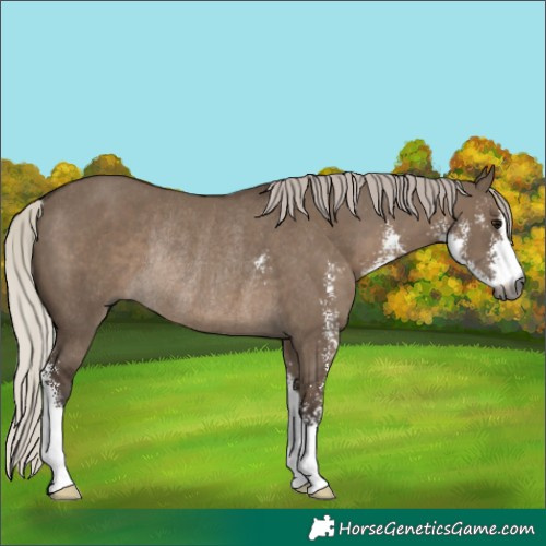 Horse Color:Gray Silver Grullo Sabino Rabicano