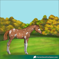 Horse Color:White Spotted Chestnut Tobiano 