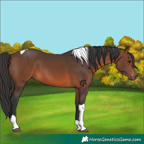 Horse Color:Brown Tobiano 