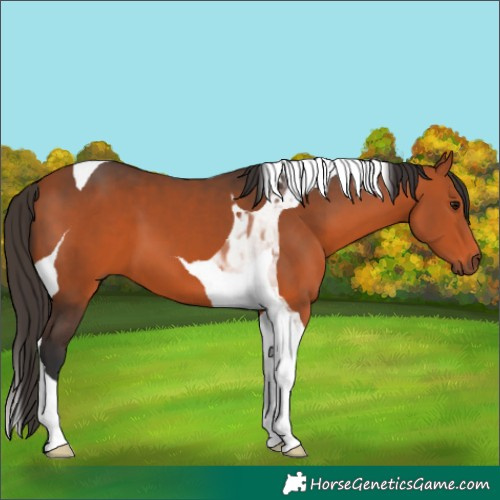Horse Color:Bay Tobiano