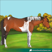 Horse Color:Bay Tobiano 