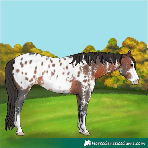 Horse Color:Brown Sabino Appaloosa Rabicano