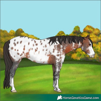 Horse Color:Brown Sabino Appaloosa Rabicano