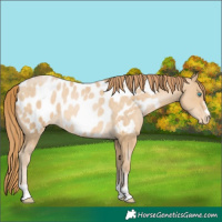 Horse Color:Buckskin Pearl Blanket
