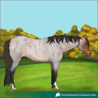 Horse Color:Bay Roan Rabicano 