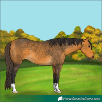 Horse Color:Buckskin
