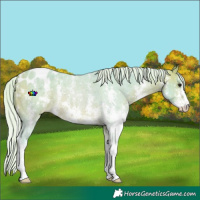 Horse Color:Watercolor Silver Buckskin Sabino Appaloosa
