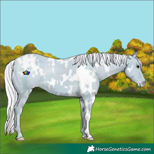 Horse Color:Watercolor White Spotted Silver Smoky Black Appaloosa 