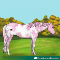 Horse Color:Watercolor White Spotted Buckskin Chinchilla