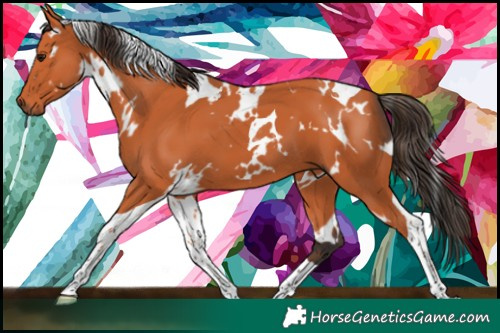 Horse Color:White Spotted Bay Tobiano