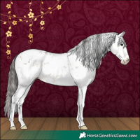 Horse Color:White Spotted Buckskin Sabino