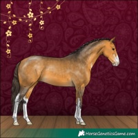 Horse Color:Buckskin Sabino