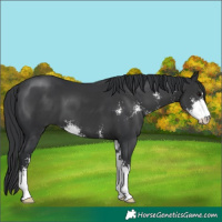 Horse Color:Black Sabino 