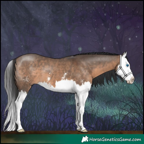 Horse Color:Brown Dun Sabino Splash 
