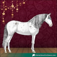 Horse Color:White Spotted Smoky Grullo Sabino Splash 