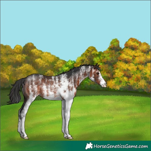 Horse Color:White Spotted Brown Rabicano 
