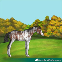 Horse Color:White Spotted Brown Rabicano 