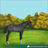 Horse Color:Black Rabicano 