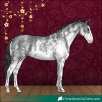 Horse Color:White Spotted Black Rabicano 