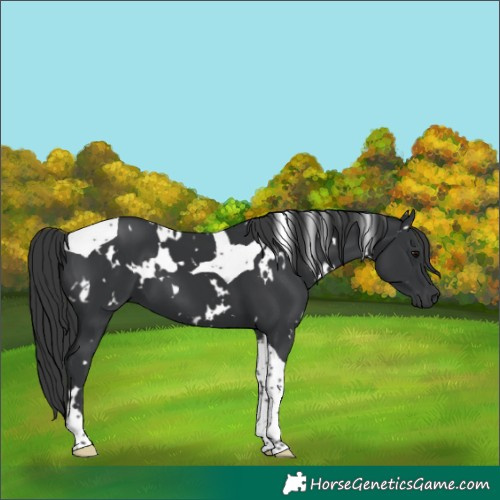 Horse Color:White Spotted Black Tobiano 