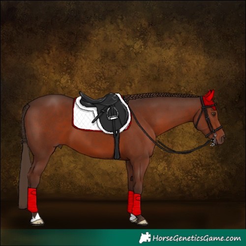Horse Color:Liver Chestnut 