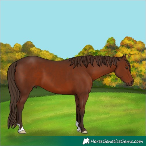 Horse Color:Liver Chestnut 