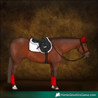 Horse Color:Liver Chestnut 