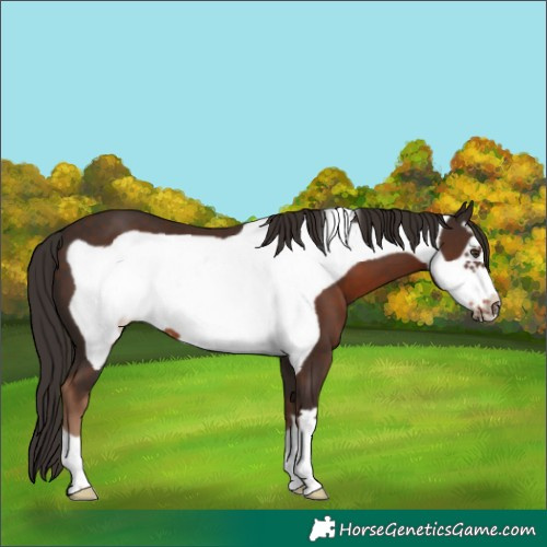 Horse Color:Liver Chestnut Frame