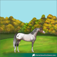 Horse Color:Brown Appaloosa