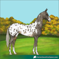 Horse Color:Silver Buckskin Near Leopard 