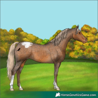 Horse Color:Chocolate Palomino Snowcap 