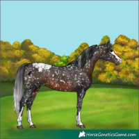 Horse Color:Brown Snowcap 