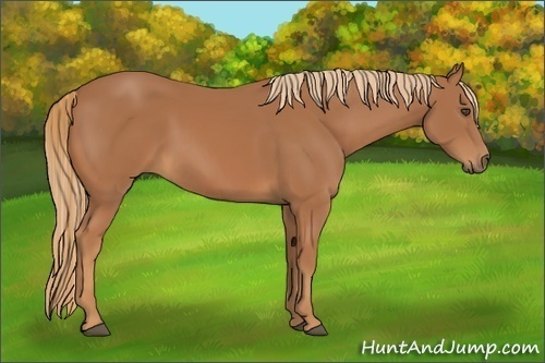 Horse Color:Unknown 