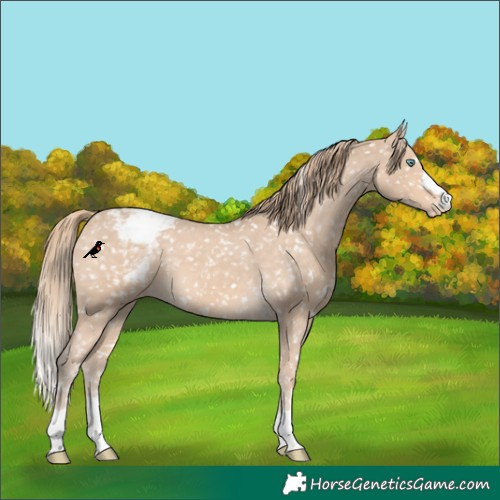 Horse Color:Perlino Appaloosa