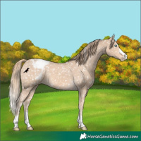 Horse Color:Perlino Snowcap 