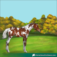 Horse Color:White Spotted Silver Bay 