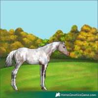Horse Color:White Spotted Brown
