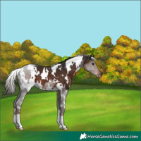 Horse Color:White Spotted Liver Chestnut 