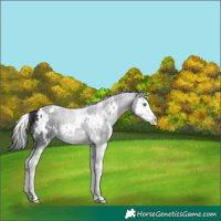 Horse Color:White Spotted Black Splash 