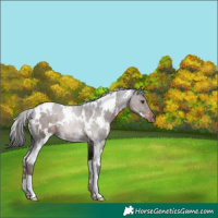 Horse Color:White Spotted Liver Chestnut 